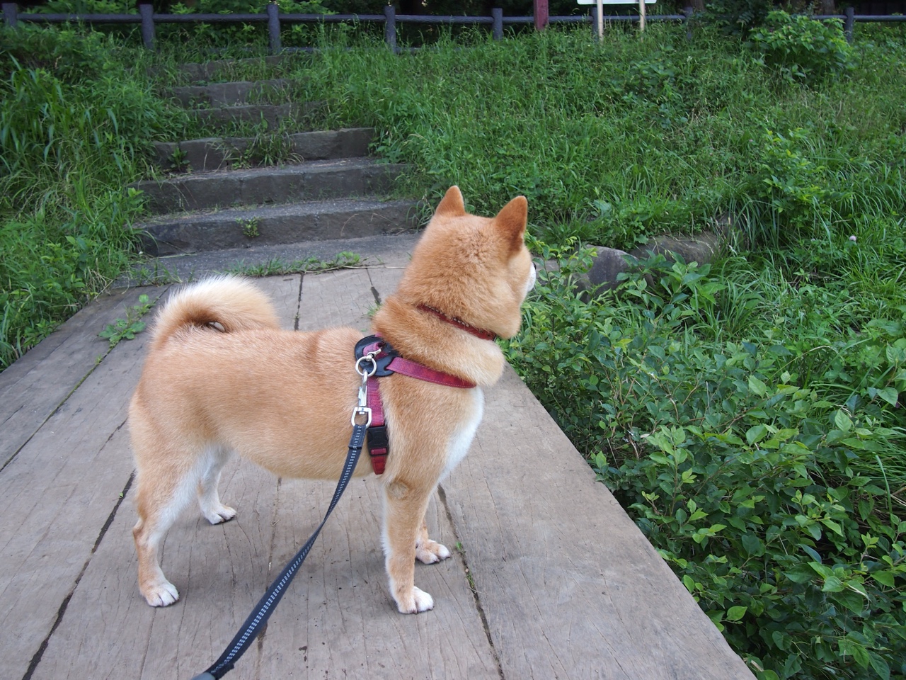 一剑封喉!班凯罗关键时刻连砍11分率灰熊斩落浙江队