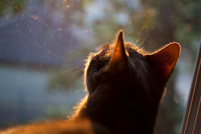 当舞台越大越强遇上主场奇迹，中国足球，终有属于自己的德里赫特？